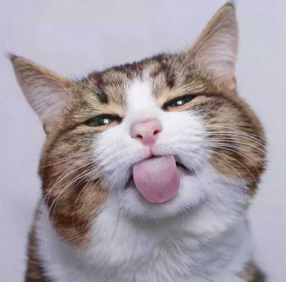 猫咪常见的6种撒娇方式，你体验过哪种？
