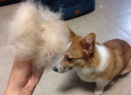 都是宠物犬，泰迪犬和柯基犬比较，谁更好饲养一目了然