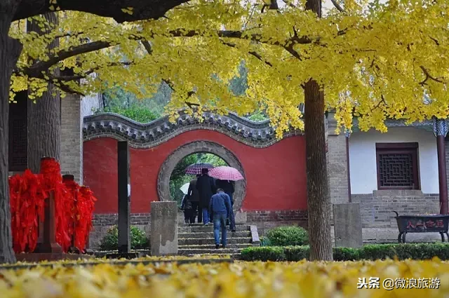 金蝶飞舞丨雨打银杏落，满地皆金黄