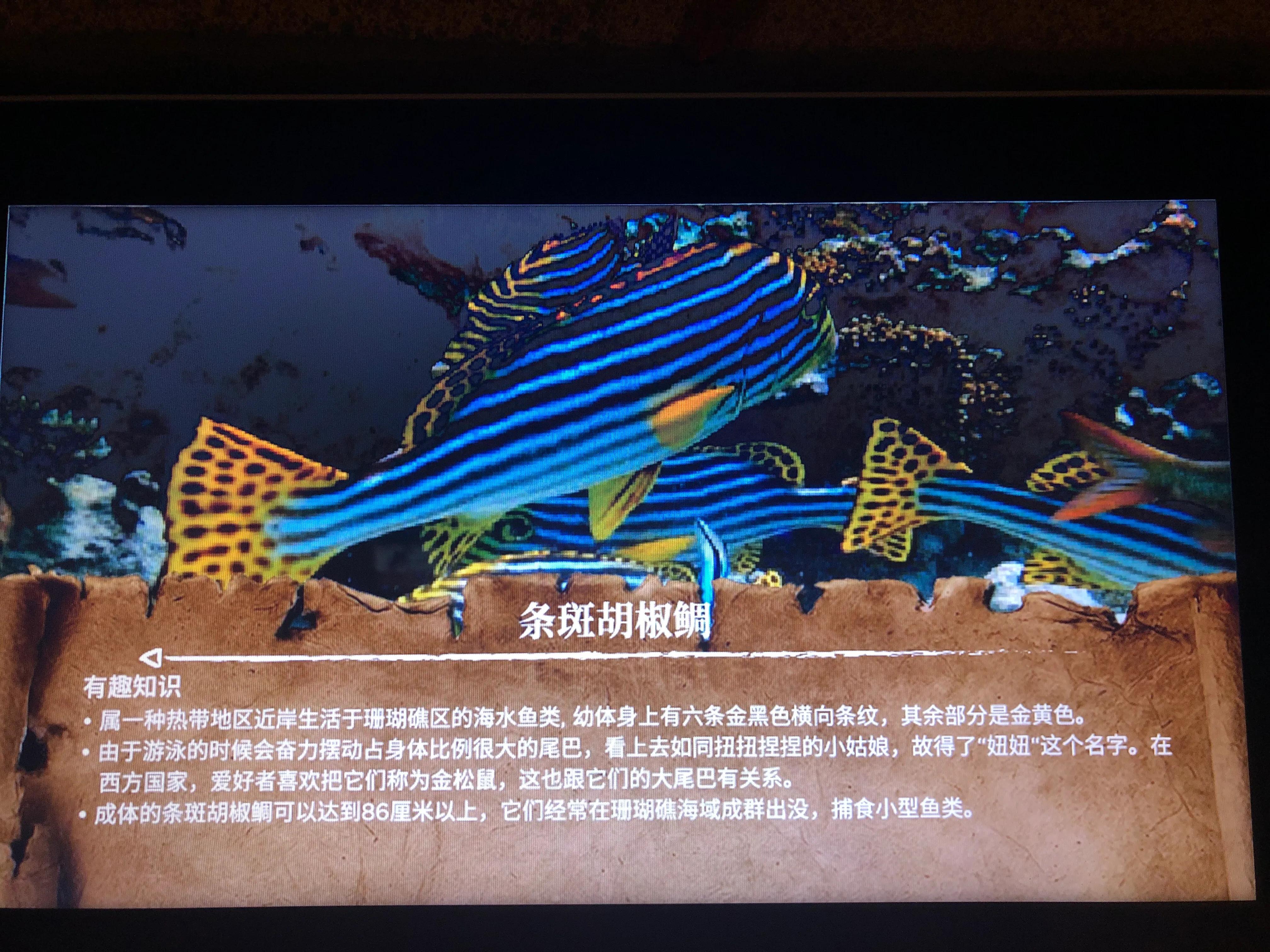 亞特蘭蒂斯水族館 每日生物類4 條斑胡椒鲷 天天看點