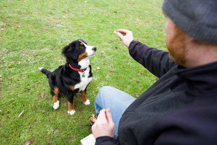 按这5点来训练，轻松简单，收获一条听话的狗狗