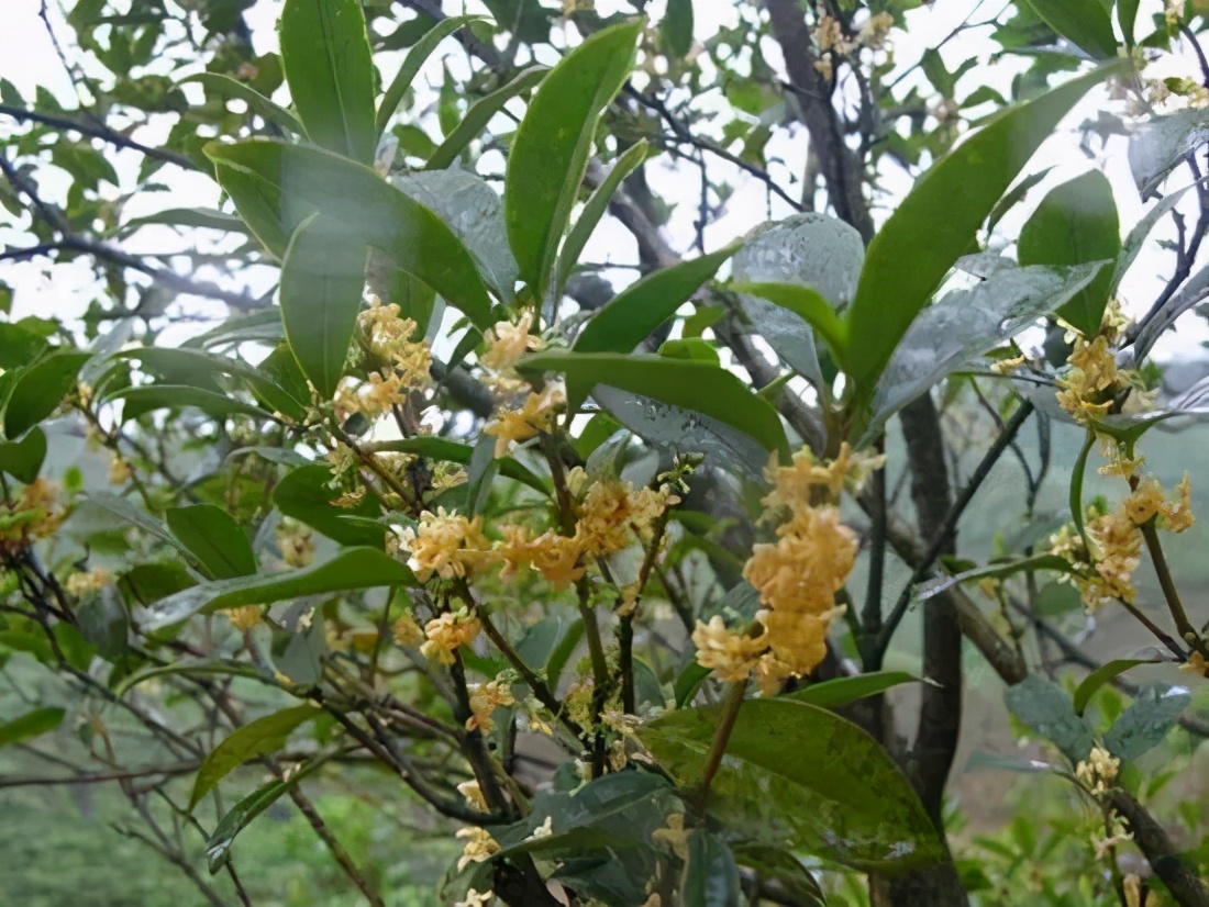 石山桂开花香不香图片