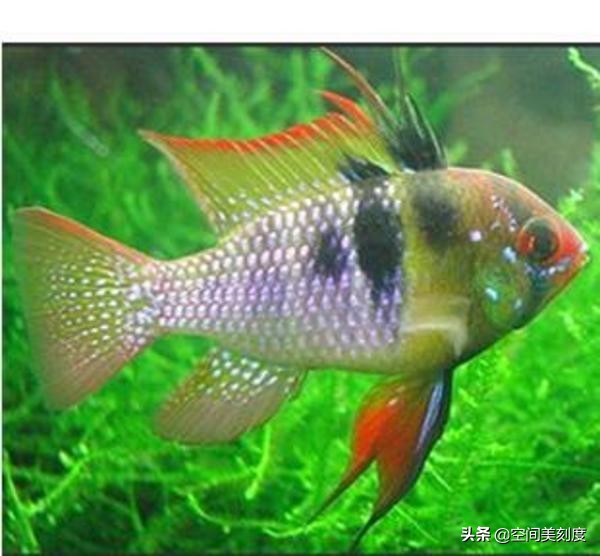 七彩凤凰鱼apistogramma ramirezi