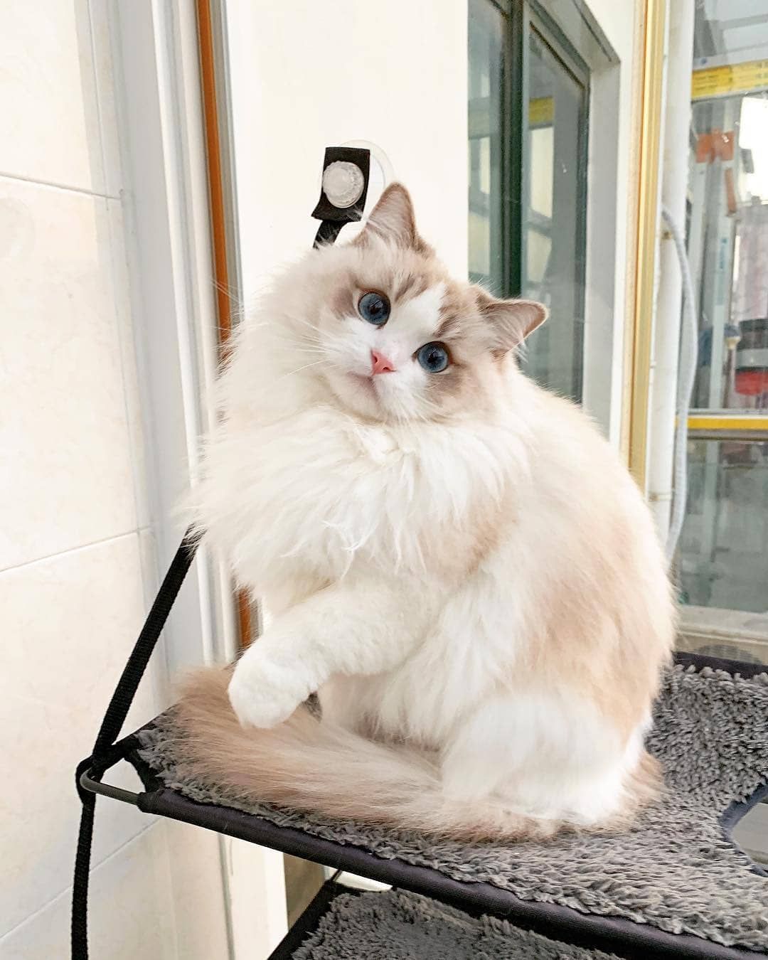 布偶猫丨海/蓝山猫纹双色