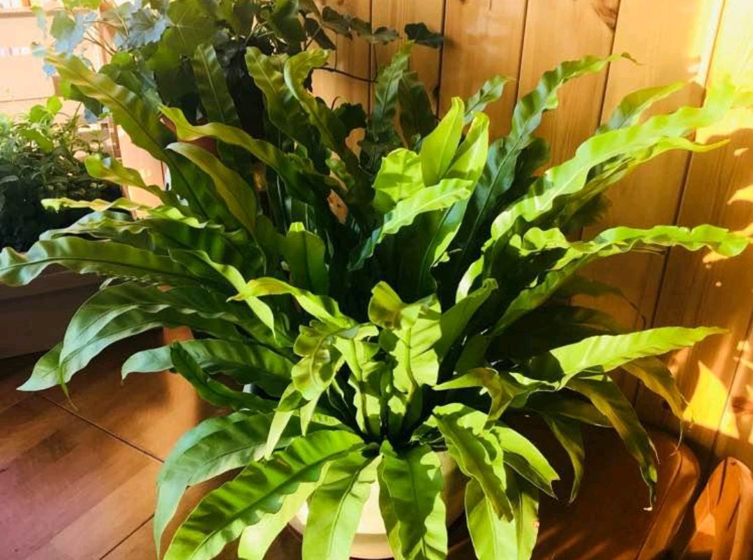 30种耐阴植物室内盆栽(超级耐阴的花没光也能养爆盆)