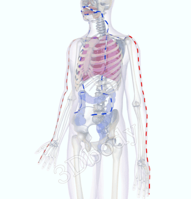 最新经络图，精美3D动态循行图，详细易懂