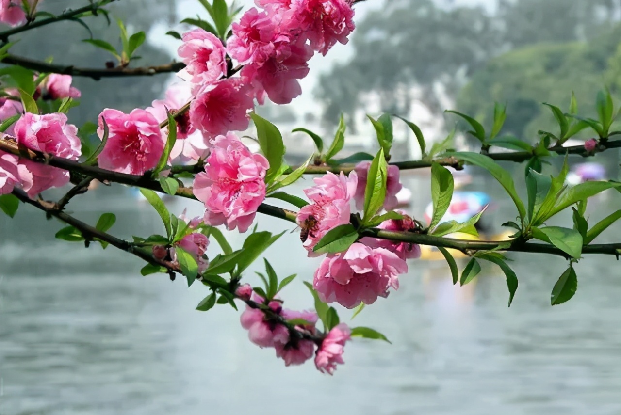 赏读：桃花如期开，美好终会来