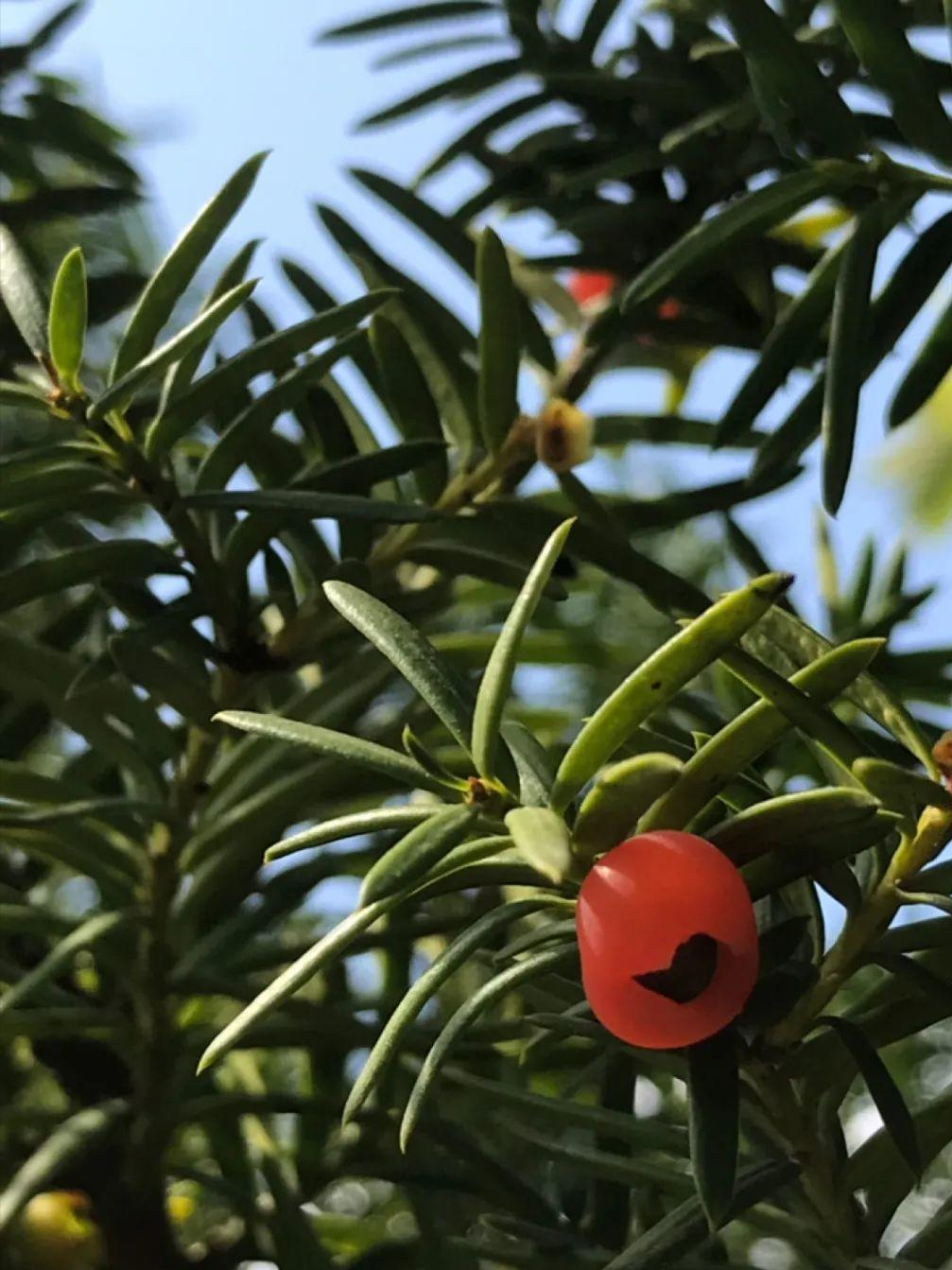 贵州地宝兰(看到稀奇花,不认识的别去挖) - 风集网