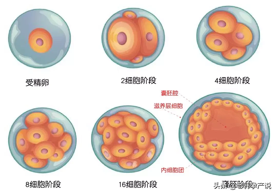 试管婴儿成功率高的医生，这样评估胚胎等级