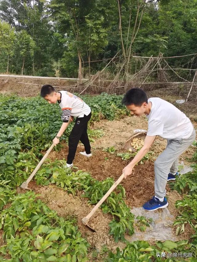 好心疼！绵阳十二三岁的娃娃，竟被学校赶下田去插秧子