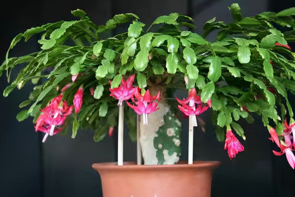 蟹爪兰带花苞要怎么养比较好专业回答