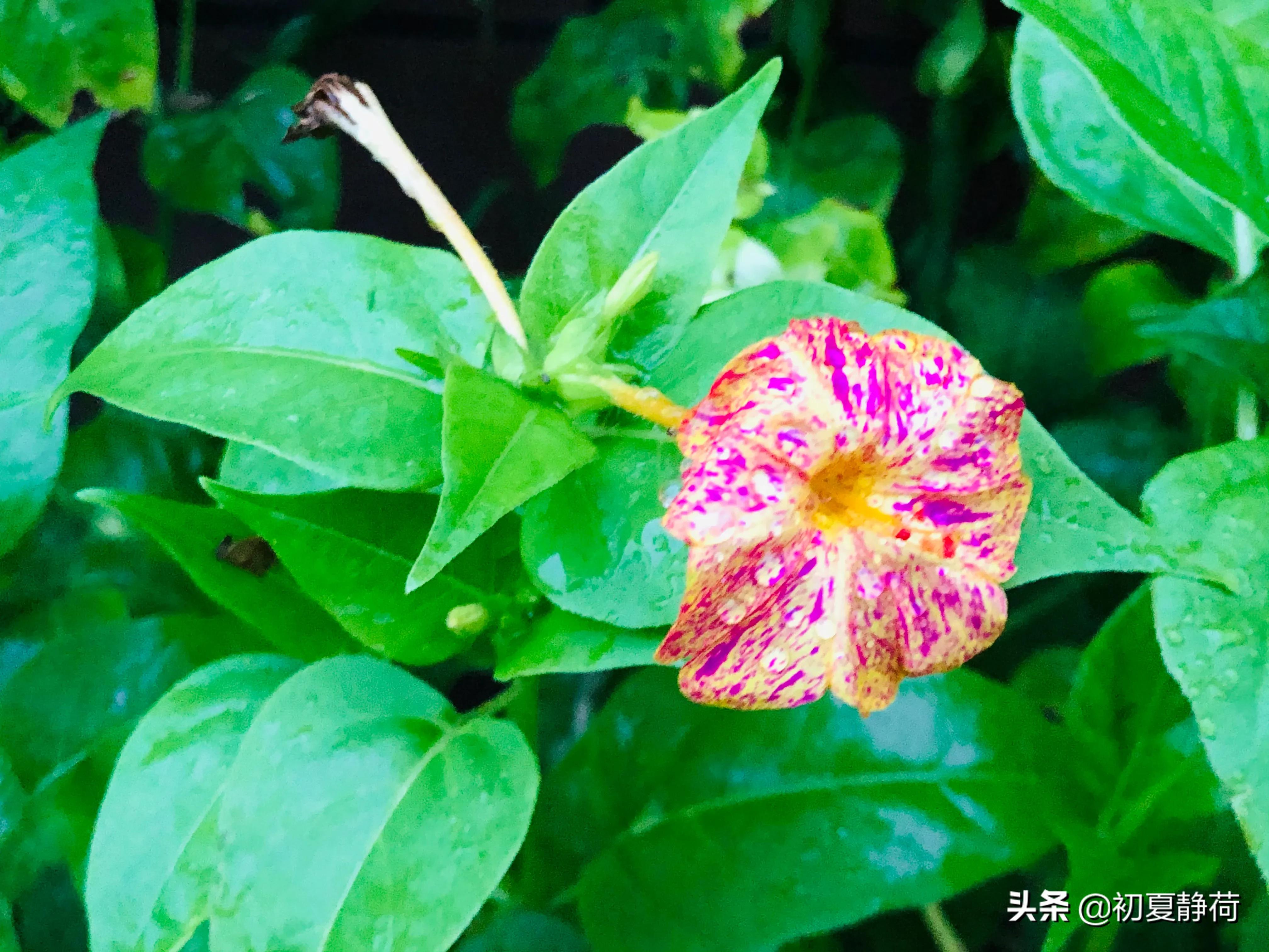 秋雨的深情，都藏在了花中，傍晚随笔