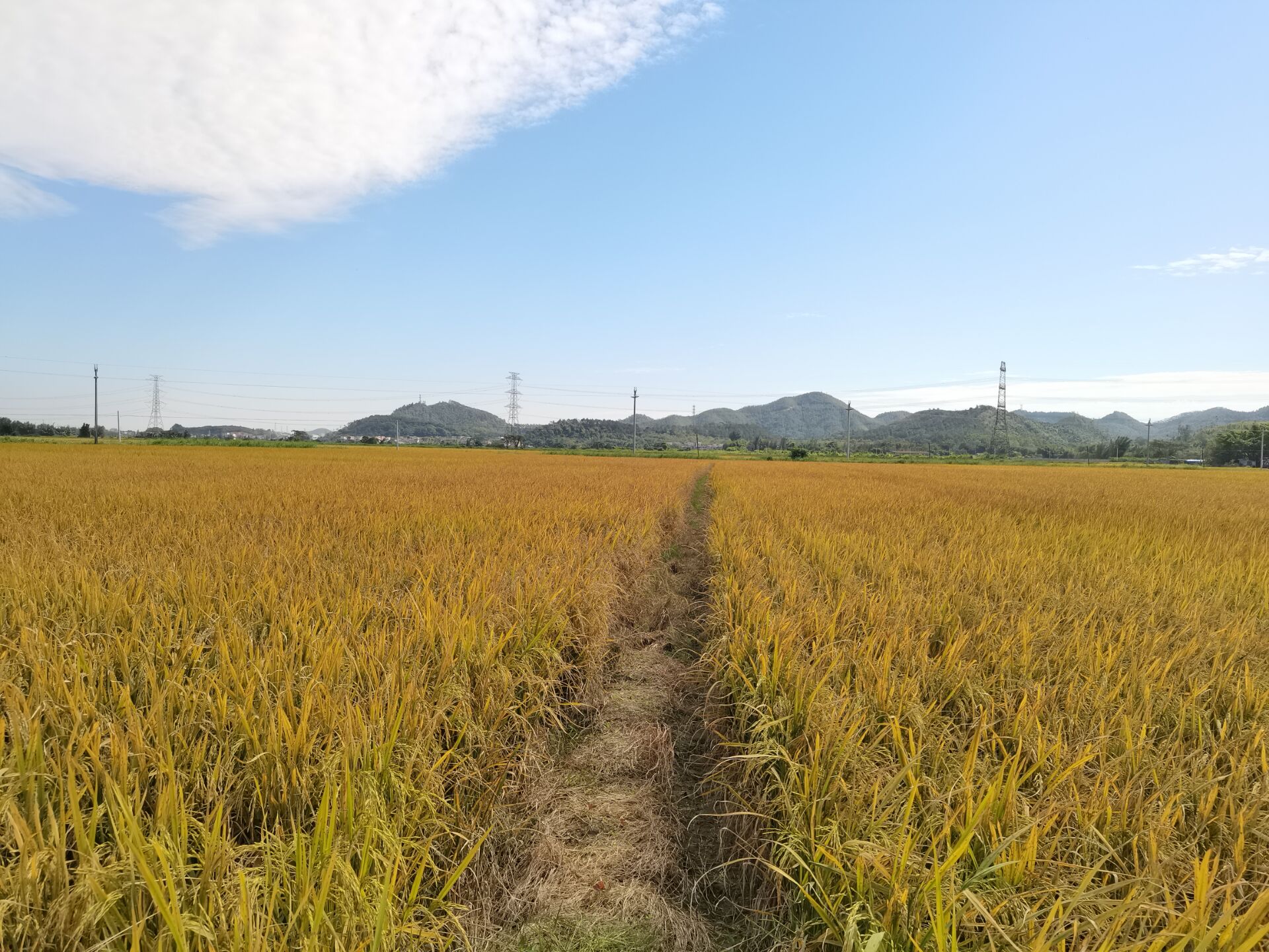 田野的自然风光，悠然的日常生活，才是最美好最珍贵的东西