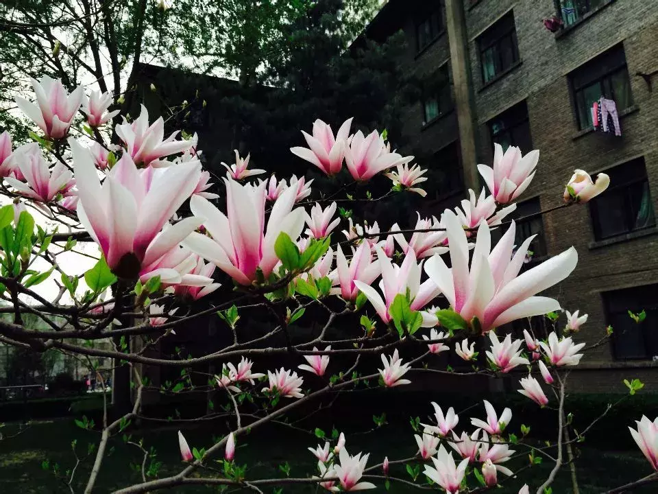 这几所学校专业排在全国前列,竟有人拿来保底?