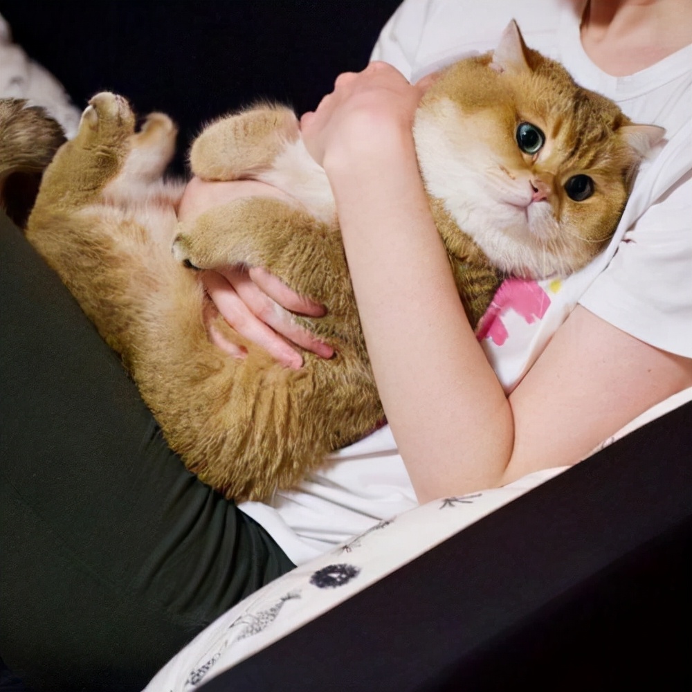 猫咪的温柔，是生活最治愈的瞬间