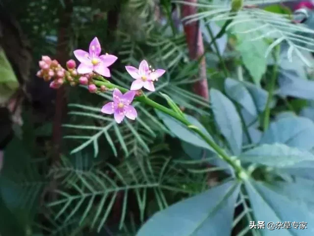 路边常见,没想到价值连城!不要再拿“土人参”喂猪了