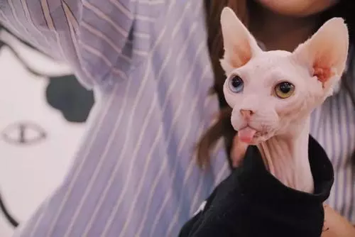 九大常见猫咪品种，你喜欢哪个?