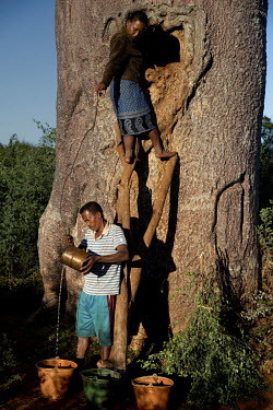 猴面包树为什么是非洲的生命之树？浑身是宝，可以在中国种植吗？