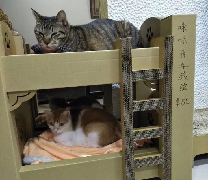 猫咪头像沙雕(猫咪的沙雕照片，蠢萌蠢萌的)