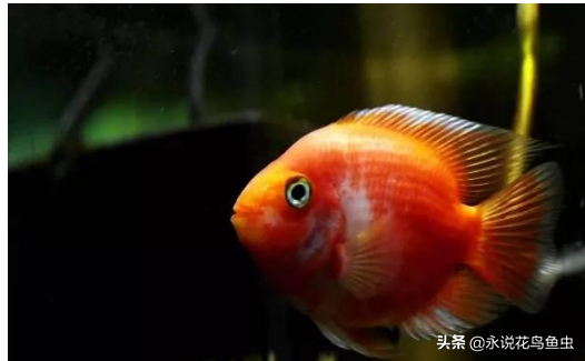 什么观赏鱼好看又好养？盘点好养的鱼排行