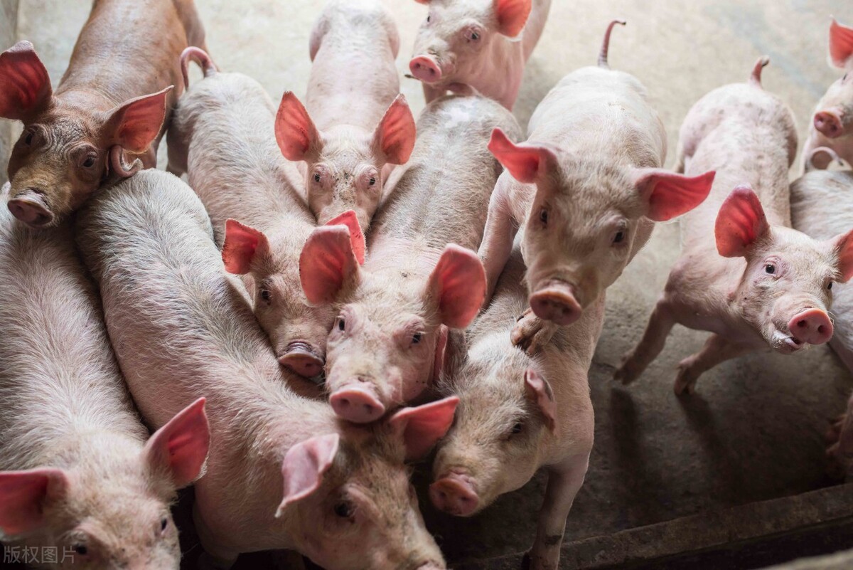 猪肉价格今日价广西11月份「猪肉价格今日价广州」