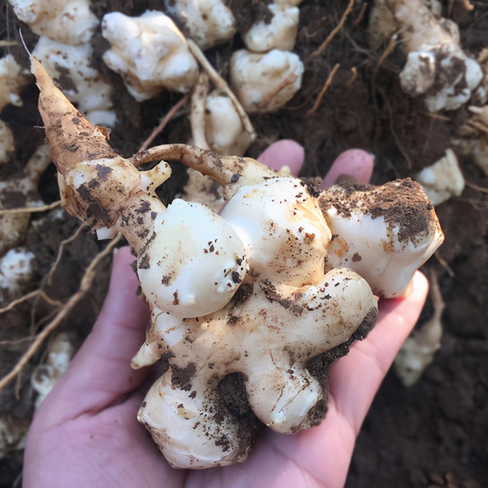 人称"野姜",农民用来腌咸菜,还可提炼酒精,价格很便宜