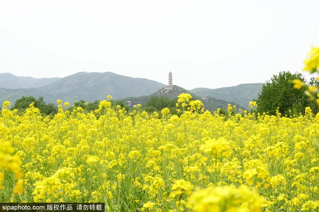 去哪看油菜花,