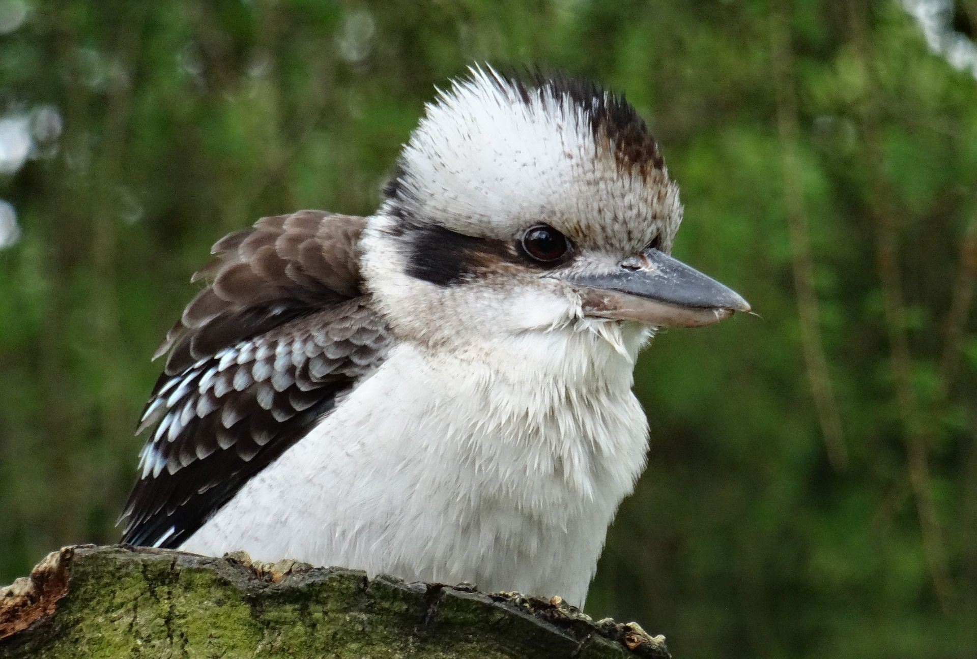 悉尼奥运会吉祥动物有哪些("笑鸟":来自澳大利亚的高