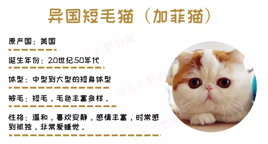 明星加菲猫,喜欢它的人很多,知道它真实"姓名"的人却很少