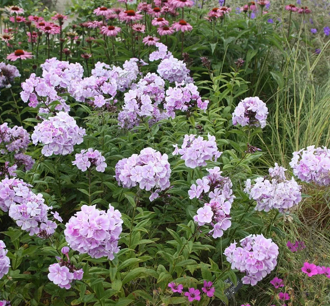 宿根福禄考花期什么时候（夏季里最佳的观花植物）