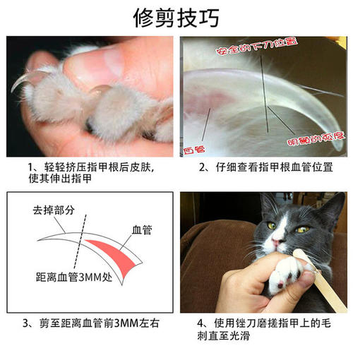 让猫自愿剪指甲小妙招（怎么让猫自愿剪指甲）-第4张图片-华展网