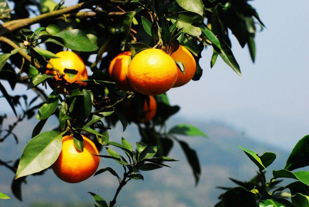 苏轼诗句“一年好景君须记，最是橙黄橘绿时”写的是什么季节？