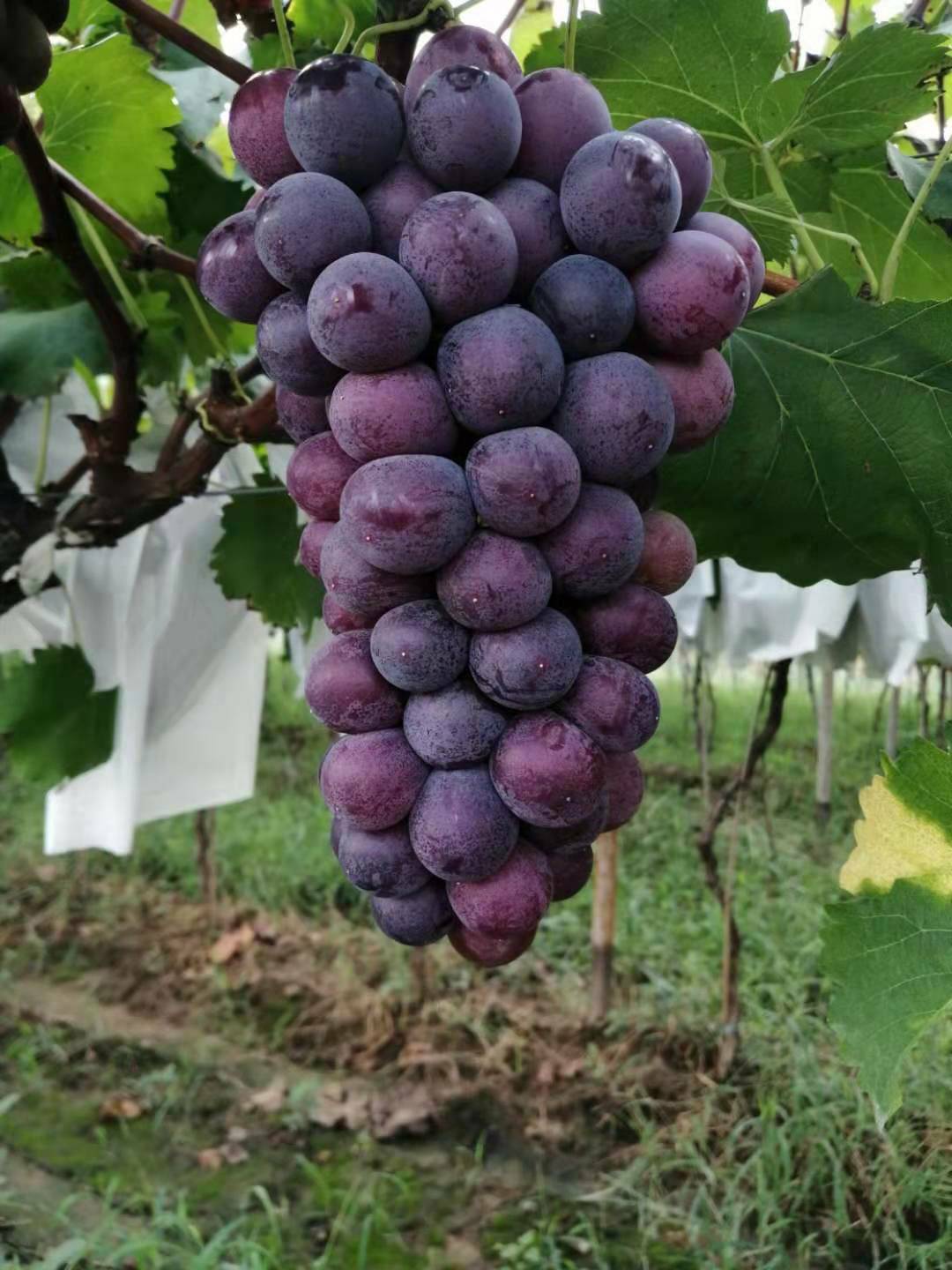 葡萄新品种,葡萄新品种有哪些
