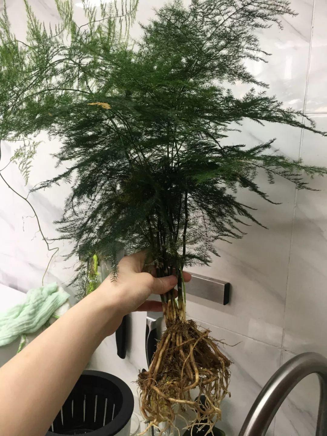 观音竹图片及养殖方法(家里养花就选它,高品位,有档次,养1盆吉祥