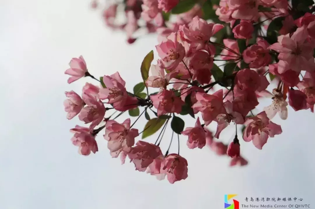 “硬核港湾”：细数青岛港湾职院的高光时刻，错过等一年