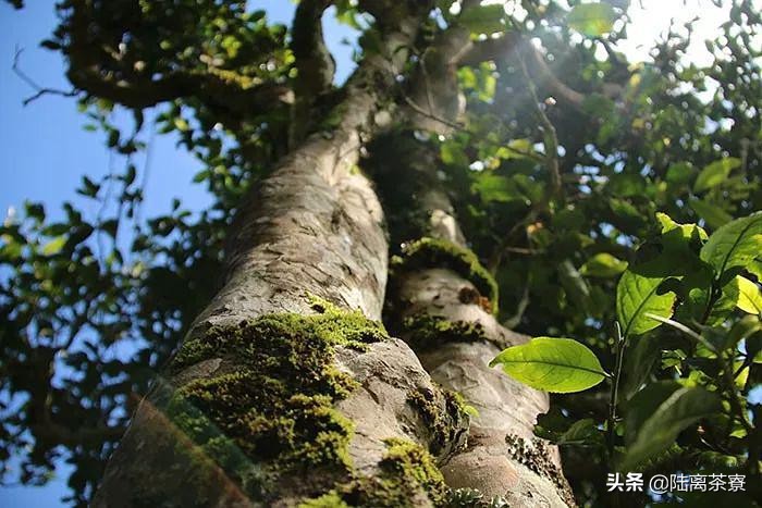 喝普洱茶得氟骨病？普洱茶氟超标？揭秘普洱茶氟含量真相