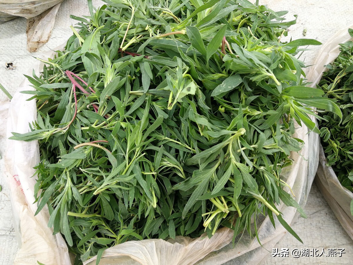 野菜图片大全及名字 野菜品种图片-泛经验