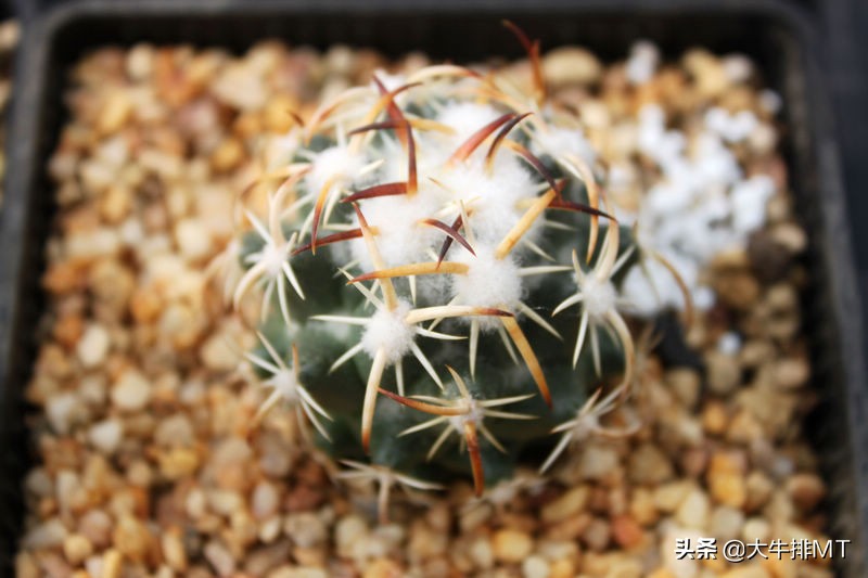 顶花球之王-----钢钉Coryphantha tripugionacantha