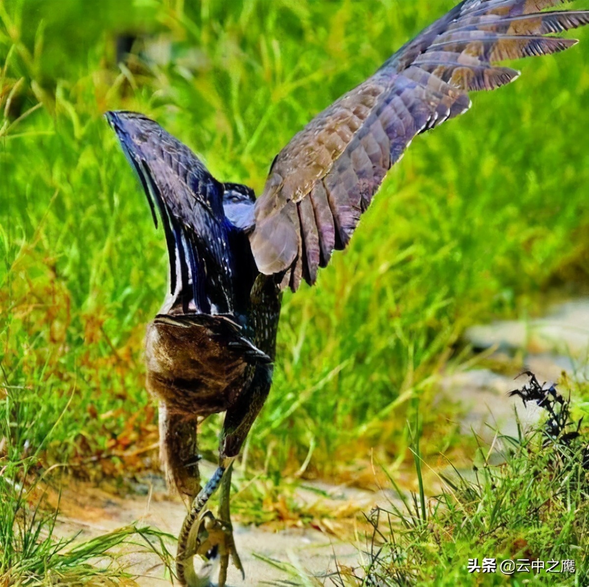 猛禽中的捕蛇高手蛇雕——为什么不怕毒蛇