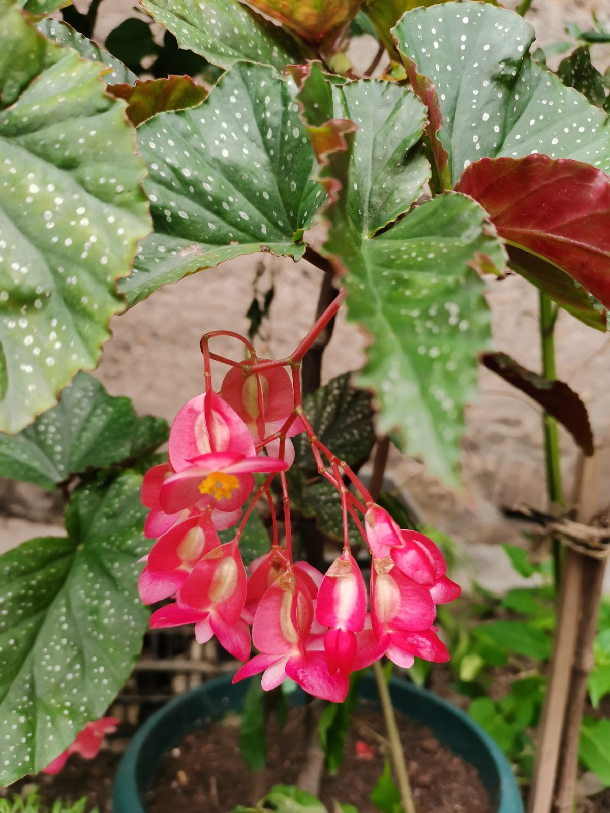 海棠文学文包(海棠文学城进不了)-我的快乐小窝