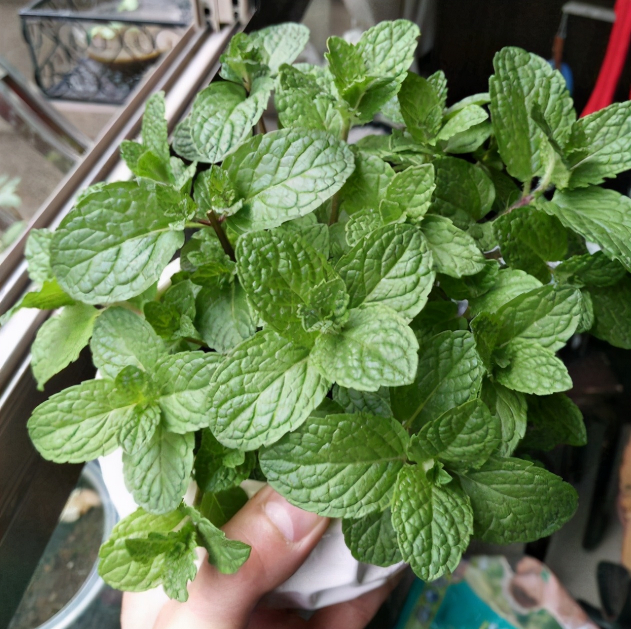 而且不是每一种薄荷都是可以食用的,有些品种甚至有很大的毒性,不知道