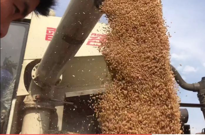 河南老家的小麦成熟了，小麦产量咋样？一亩地收割费用多少钱？
