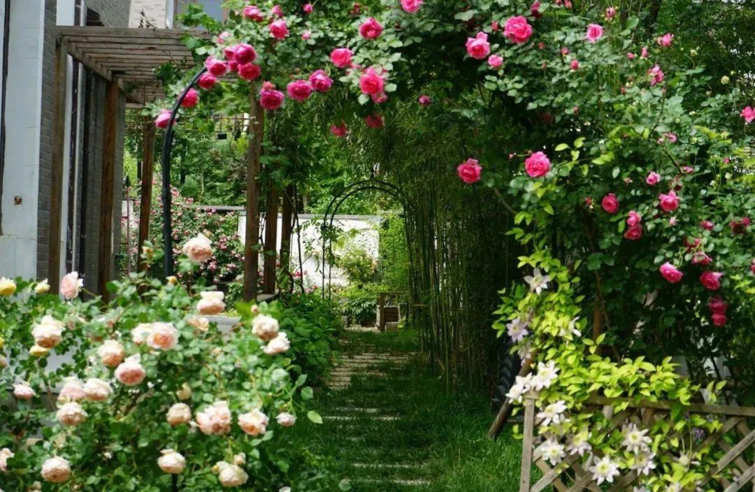 寻一方小院,建一处花园,养花喝茶一辈子