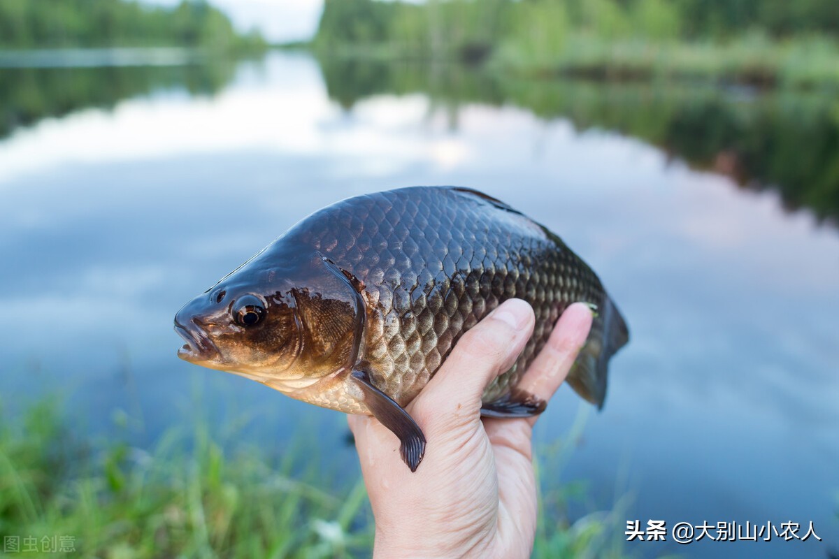 巨暹罗鲤好吃吗（巨暹罗鲤出现在我国的原因）