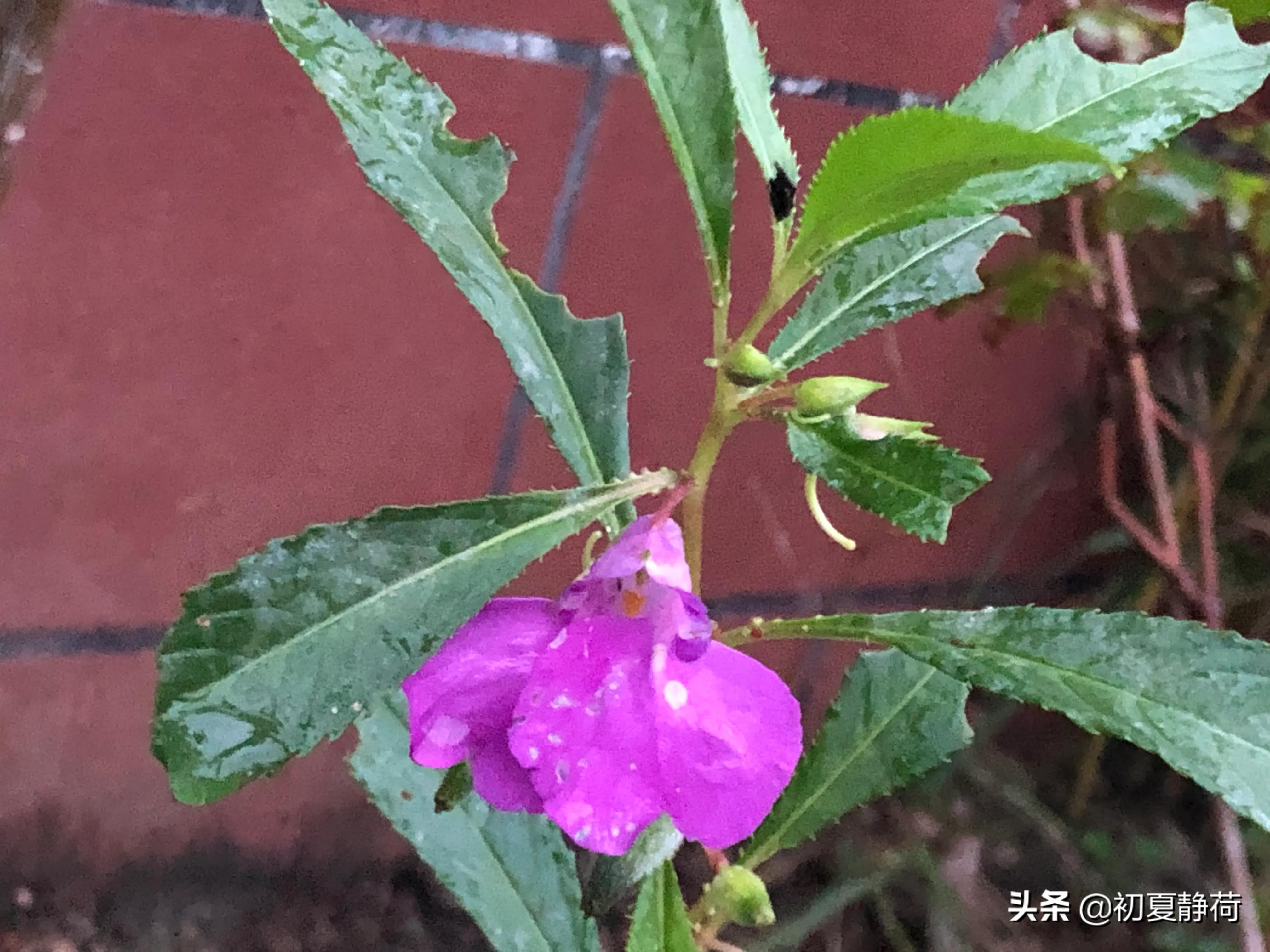 秋雨的深情，都藏在了花中，傍晚随笔