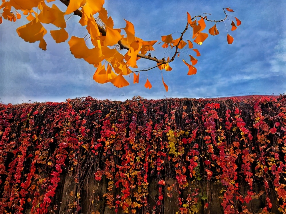 “一年好景君须记，最是橙黄橘绿时”——苏轼《赠刘景文》赏析