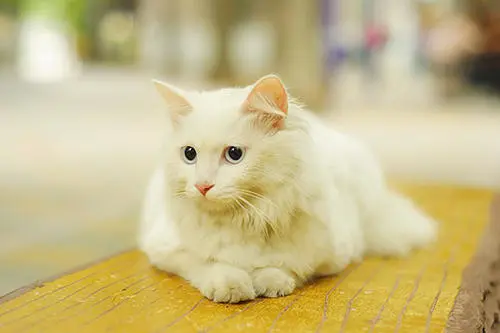 白色长毛猫（白色长毛猫蓝眼睛是什么品种）-第15张图片