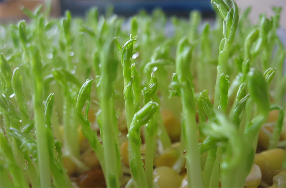 既便宜又美味,但是主人不要给狗狗吃了,因为豆芽是比较难消化的食物