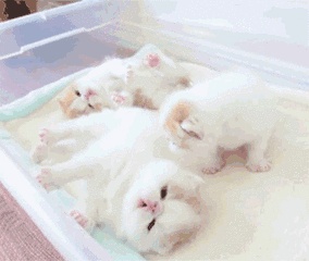 猫中玛丽莲梦露｜波斯猫-你的梦中情人