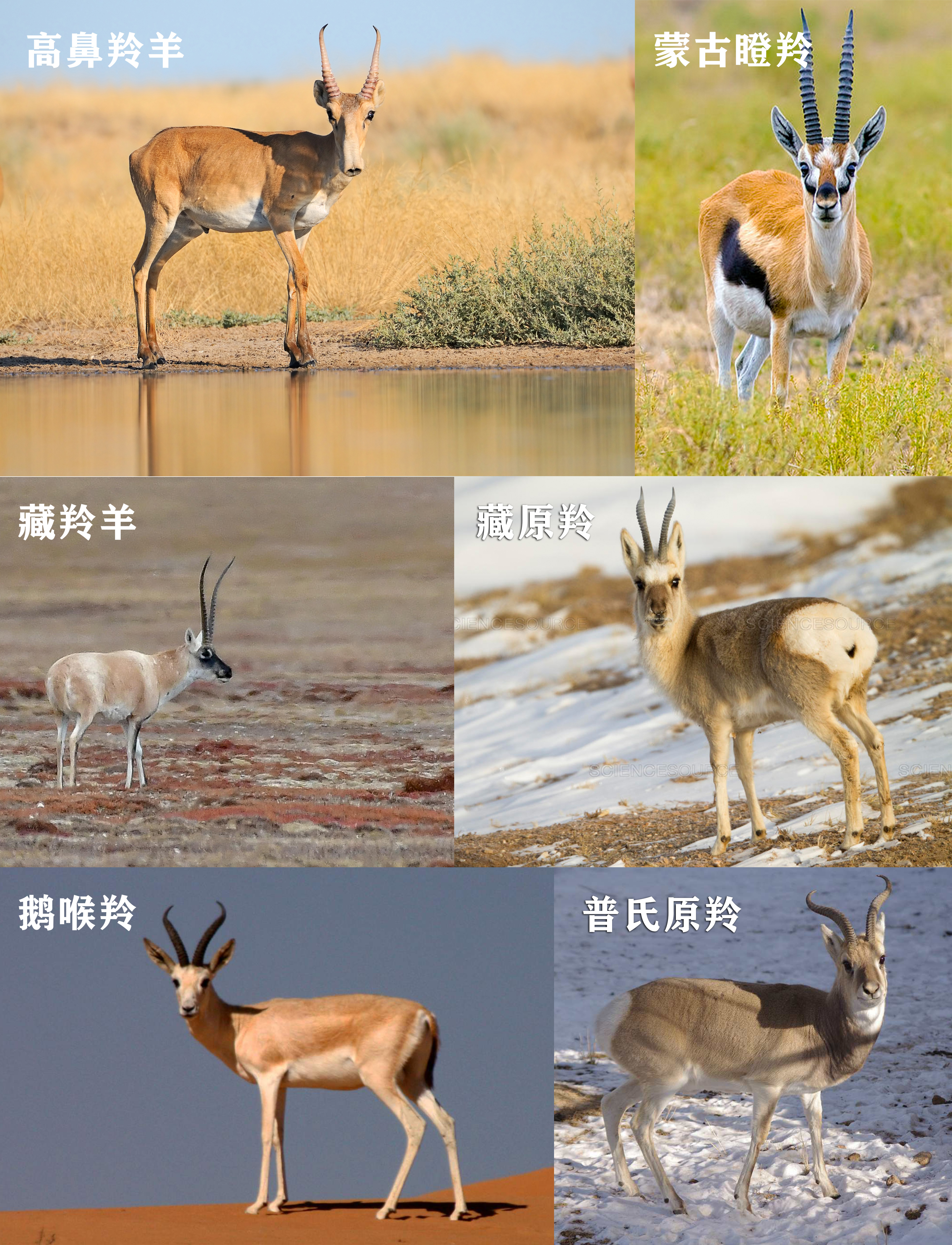 神秘的可可西里无人区,神秘的藏羚羊,生活在高原上的精灵